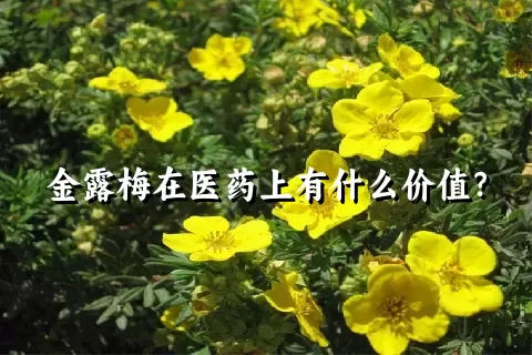 金露梅在医药上有什么价值？