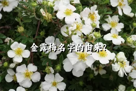 金露梅名字的由来？