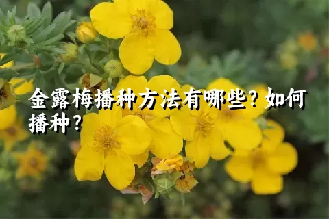 金露梅播种方法有哪些？如何播种？