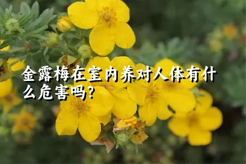 金露梅在室内养对人体有什么危害吗？