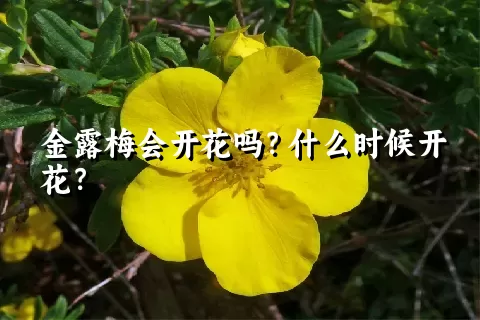 金露梅会开花吗？什么时候开花？