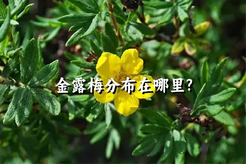 金露梅分布在哪里?