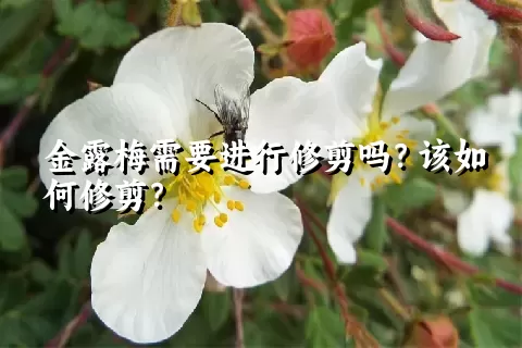 金露梅需要进行修剪吗？该如何修剪？