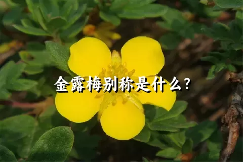 金露梅别称是什么？