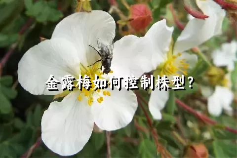 金露梅如何控制株型？