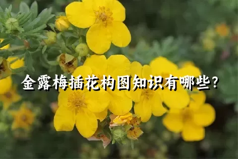 金露梅插花构图知识有哪些？