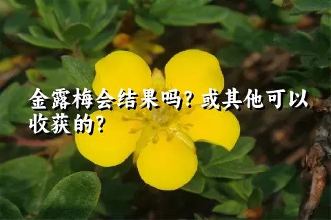 金露梅会结果吗？或其他可以收获的？