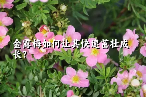 金露梅如何让其快速茁壮成长？