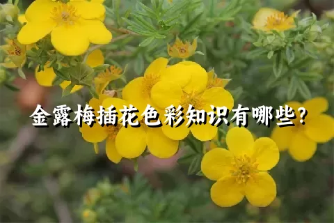 金露梅插花色彩知识有哪些？