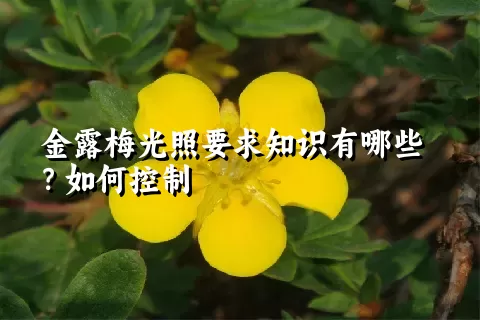 金露梅光照要求知识有哪些？如何控制