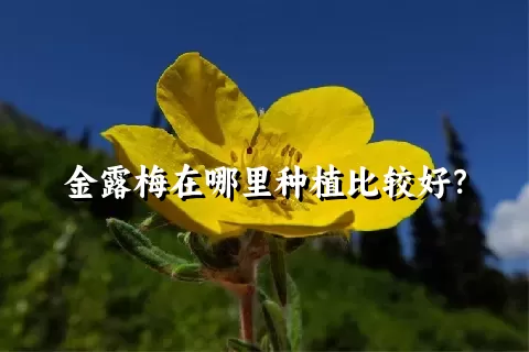 金露梅在哪里种植比较好？