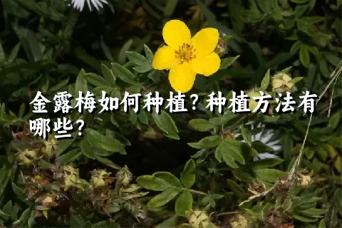 金露梅如何种植？种植方法有哪些？