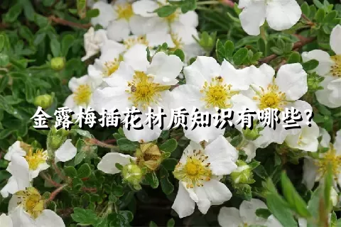 金露梅插花材质知识有哪些？