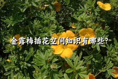 金露梅插花空间知识有哪些？