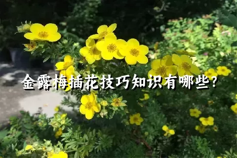 金露梅插花技巧知识有哪些？