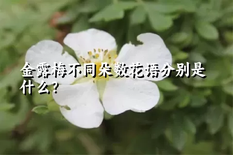 金露梅不同朵数花语分别是什么？