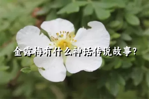 金露梅有什么神话传说故事？