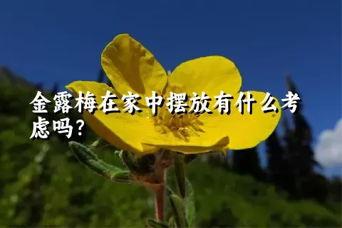 金露梅在家中摆放有什么考虑吗？