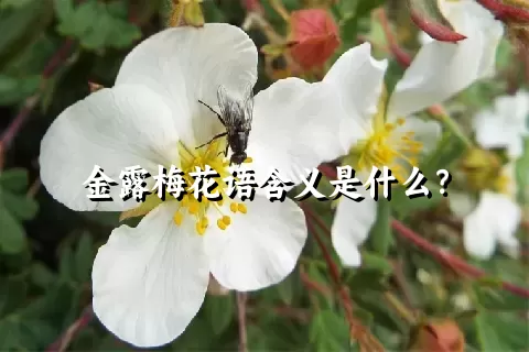 金露梅花语含义是什么？