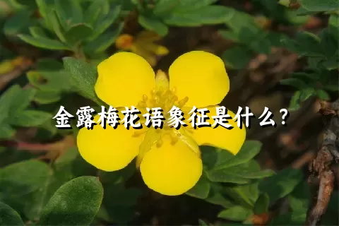 金露梅花语象征是什么？