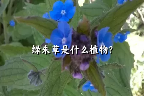 绿朱草是什么植物？