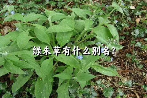 绿朱草有什么别名？