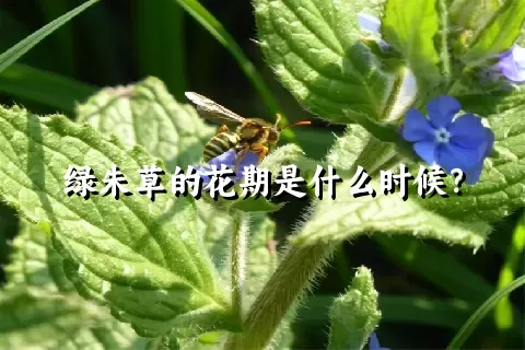 绿朱草的花期是什么时候？