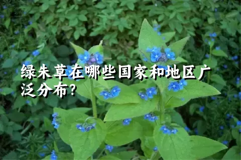 绿朱草在哪些国家和地区广泛分布？