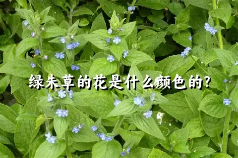 绿朱草的花是什么颜色的？