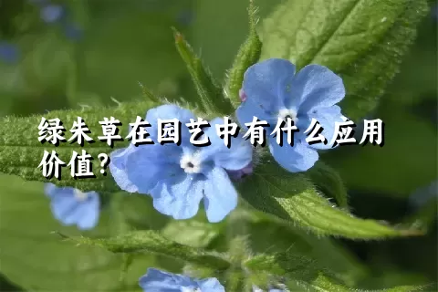 绿朱草在园艺中有什么应用价值？