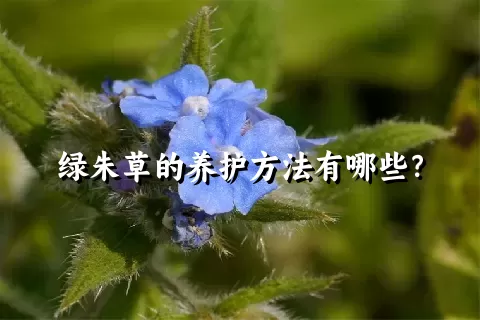 绿朱草的养护方法有哪些？