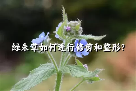 绿朱草如何进行修剪和整形？