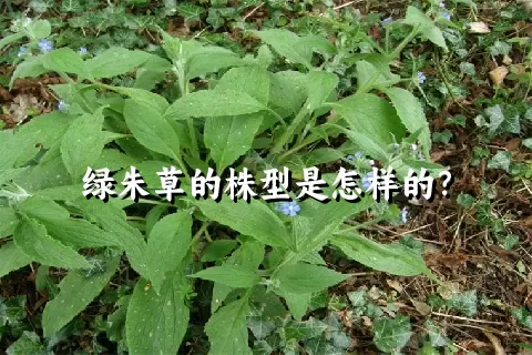 绿朱草的株型是怎样的？