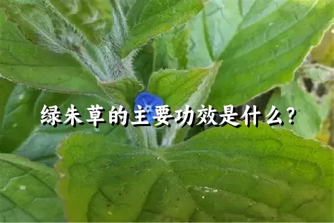 绿朱草的主要功效是什么？