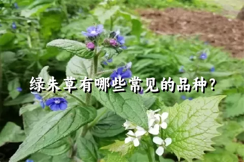 绿朱草有哪些常见的品种？