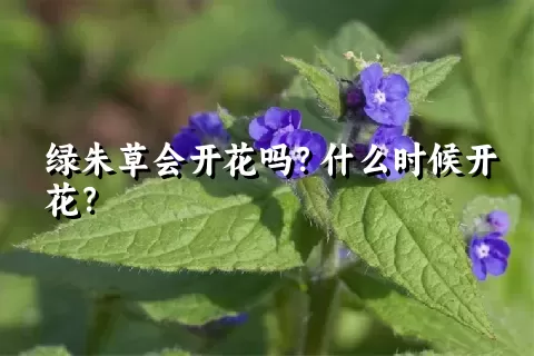 绿朱草会开花吗？什么时候开花？