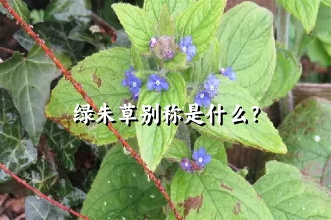 绿朱草别称是什么？