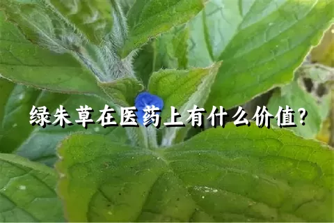 绿朱草在医药上有什么价值？