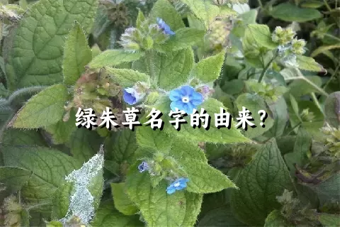 绿朱草名字的由来？