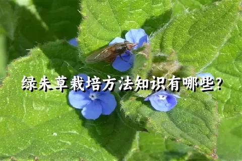 绿朱草栽培方法知识有哪些？