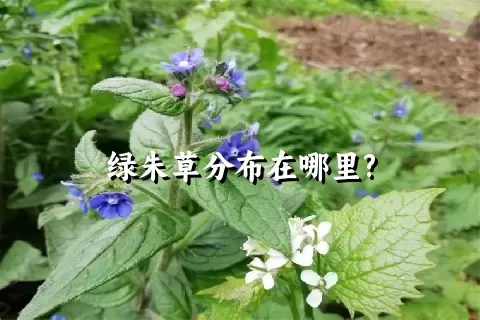 绿朱草分布在哪里?