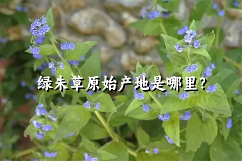 绿朱草原始产地是哪里？