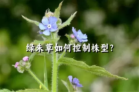 绿朱草如何控制株型？