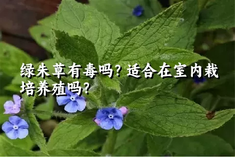 绿朱草有毒吗？适合在室内栽培养殖吗？