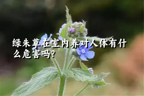 绿朱草在室内养对人体有什么危害吗？