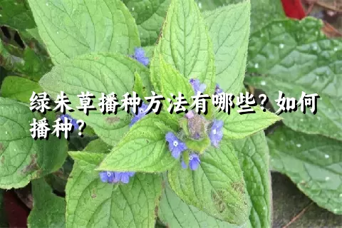 绿朱草播种方法有哪些？如何播种？