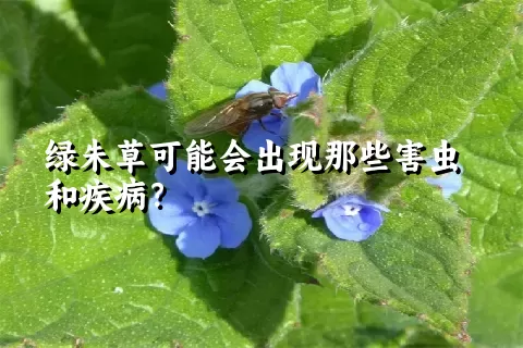 绿朱草可能会出现那些害虫和疾病？