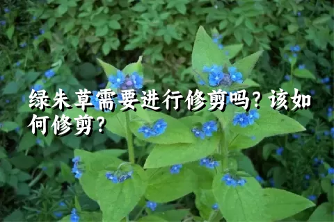 绿朱草需要进行修剪吗？该如何修剪？