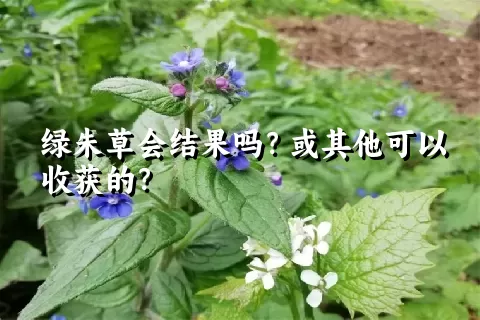 绿朱草会结果吗？或其他可以收获的？