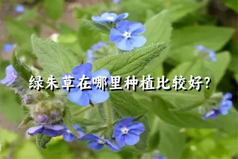 绿朱草在哪里种植比较好？